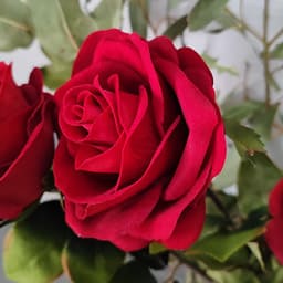 Ángela Mantis Carrasco